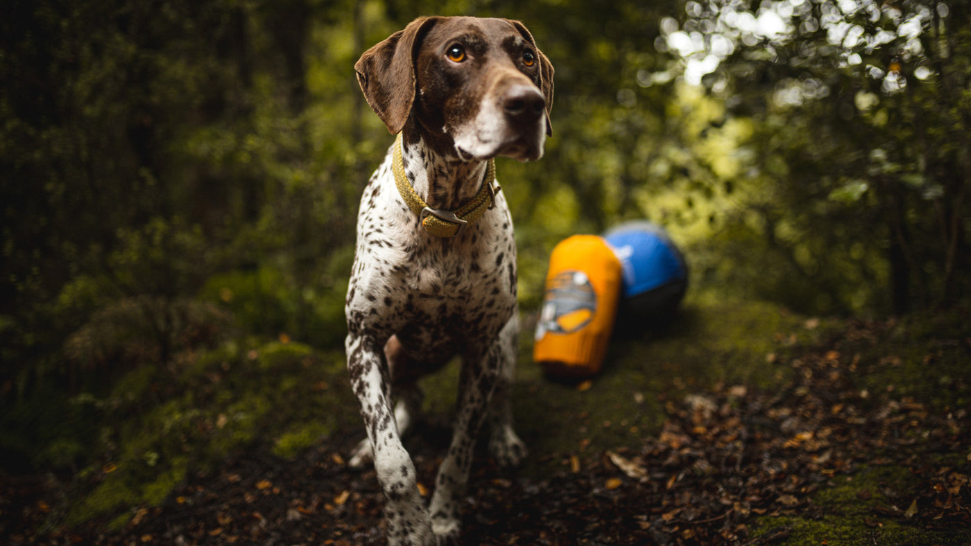 Dog Accessories