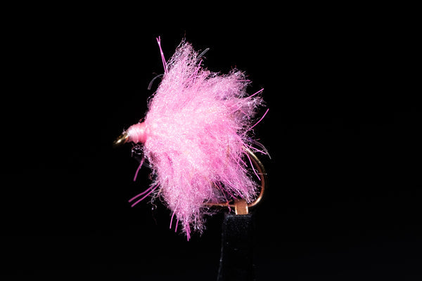 Manic Fly - Eggstasy Egg (1/2 DOZEN)