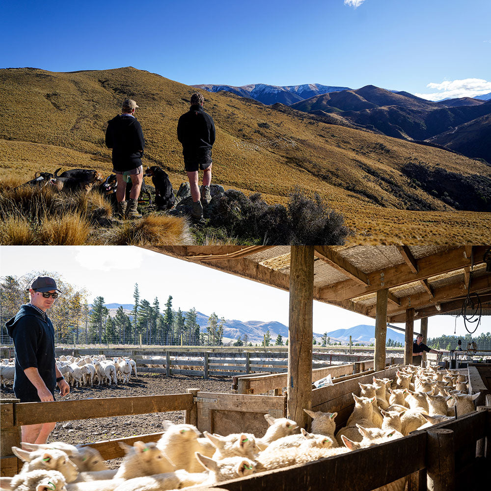 Stoney Creek Big Ram