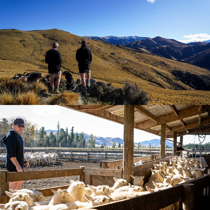 Stoney Creek Big Ram